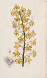 Eriopsis biloba